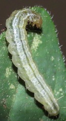 Udea profundalis