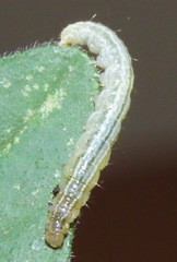 Udea profundalis