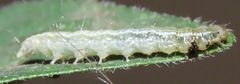 Udea profundalis