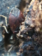 Drymus brunneus