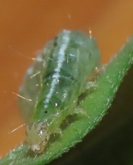 Udea profundalis
