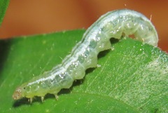 Udea profundalis