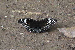Lexias aeetes