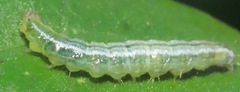 Udea profundalis