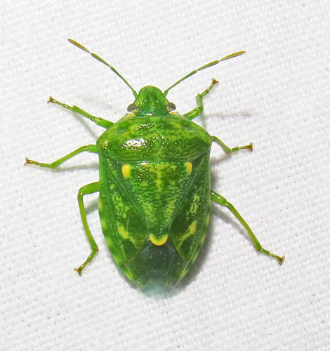 Juniper Stink Bug photo 2