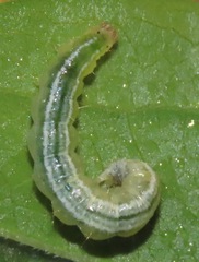 Udea profundalis