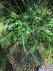 Carex folliculata