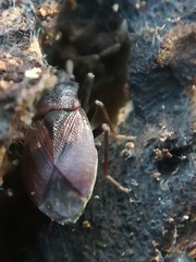 Drymus brunneus