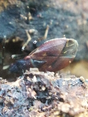 Drymus brunneus