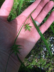 Carex folliculata