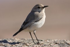 Emarginata tractrac