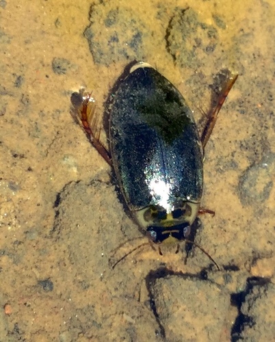iNaturalist observation photo of Double-marked Swimming Beetle