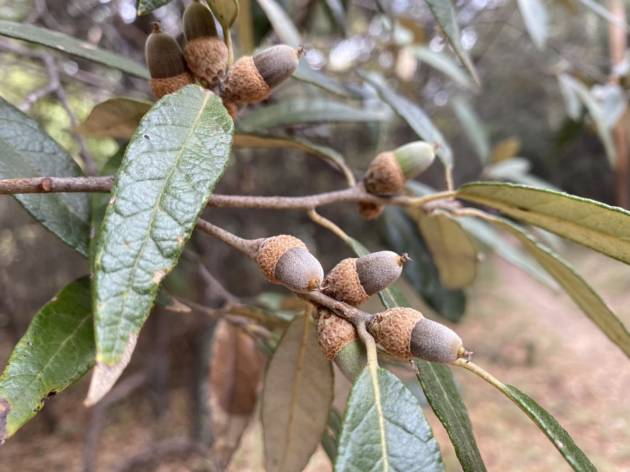 Quercus hypoleucoides