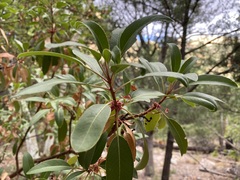 Arbutus arizonica