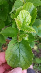 Magnoliopsida