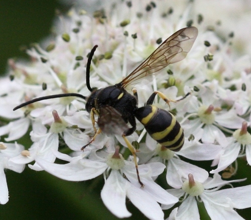 Argogorytes fargeii