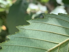 Alnus rubra