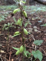 Epipactis purpurata