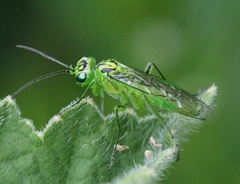 Rhogogaster chlorosoma