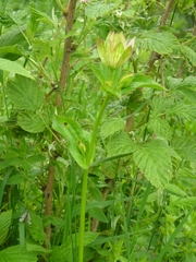 Astrantia maxima
