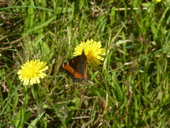 Aglais milberti viola