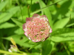 Astrantia maxima