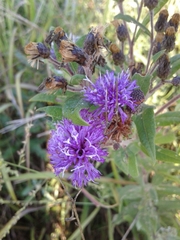 Vernonia baldwinii interior