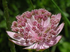 Astrantia maxima