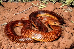 Ingram's Brown Snake photo 1