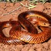 Ingram's Brown Snake - Photo (c) Scott Eipper, some rights reserved (CC BY-NC)