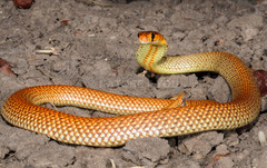 Ingram's Brown Snake photo 2