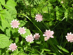 Astrantia maxima