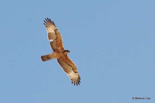 African Hawk-Eagle