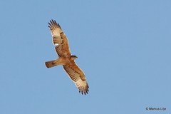 Aquila spilogaster