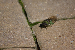 Neotibicen tibicen australis