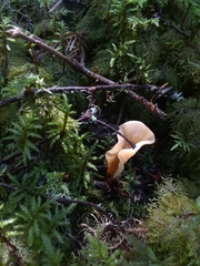 Cudoniaceae