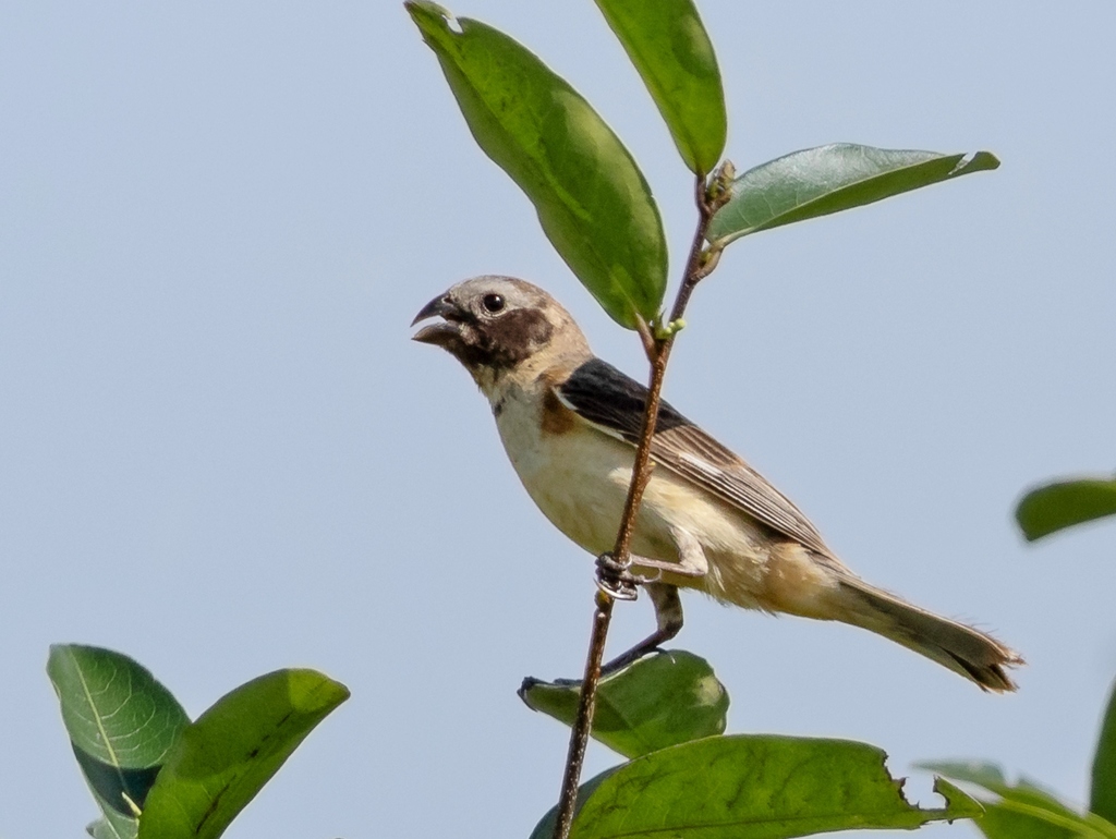 Ibera Seedeater photo