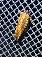 Eucosma radiatana