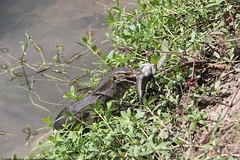 Varanus togianus