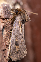 Acrolophus popeanella