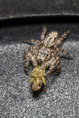 Platycryptus undatus