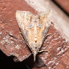 Hypena scabra