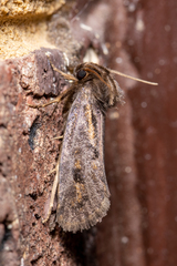 Acrolophus popeanella