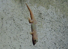Hemidactylus turcicus
