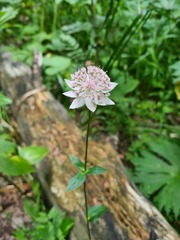 Astrantia maxima