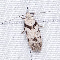 Pseudotelphusa palliderosacella