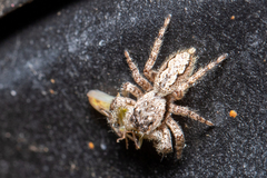 Platycryptus undatus