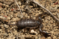 Opisthacanthus validus