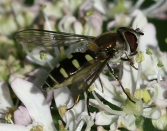 Melangyna labiatarum