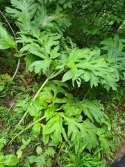 Xanthogalum tatianae